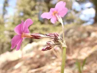 Rusby's primrose (Primula rusbyi) plant