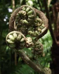 maquique fern