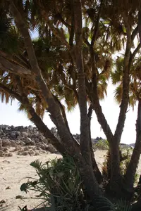 doum palm