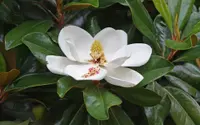 Southern magnolia