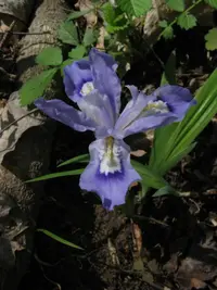 Dwarf crested iris