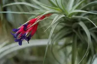 Tillandsia aeranthos (Tillandsia aeranthos) plant