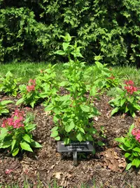 Mexican giant hyssop