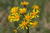 Tephroseris crispa (Tephroseris crispa) plant