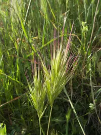 red brome