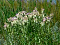Jurinea stoechadifolia plant