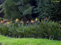 Strelitzia reginae outdoor