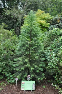 Wollemi-pine (Wollemia nobilis) plant