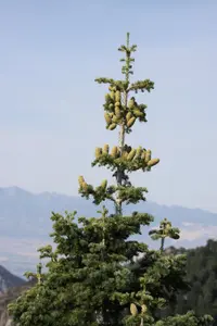 white fir