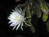 dog-tail cactus