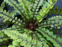 kiwikiwi (Blechnum fluviatile) plant
