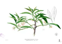 Guadeloupe marlberry (Ardisia obovata) plant