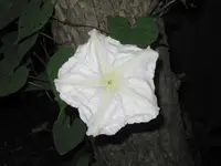 moonflower (Ipomoea alba) plant