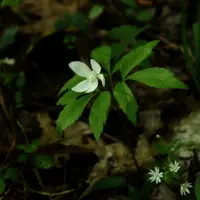 Mountain Thimbleweed
