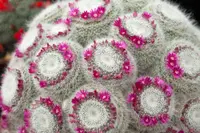 Old Lady Cactus