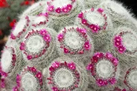 Old Lady Cactus (Mammillaria hahniana) plant