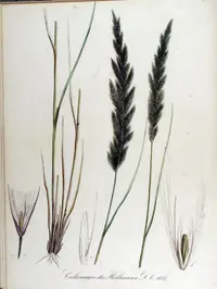 coastal small-reed
