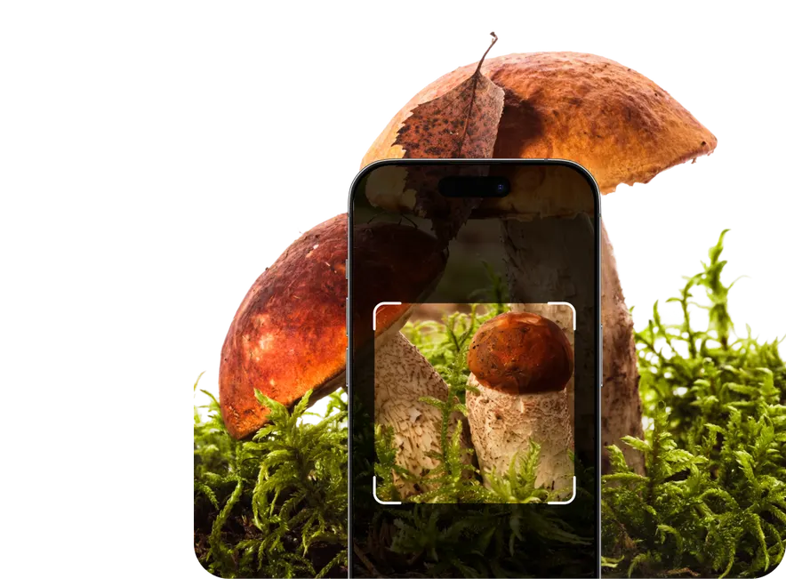 Mushroom Identification by Picture – Hero