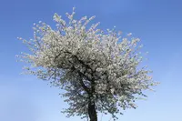 Almond