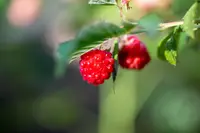 Raspberry