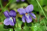Wood violet