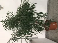 Alii fig (Ficus maclellandii) plant