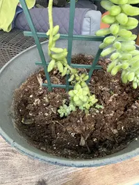 Burro's tail photo by a Botan App user