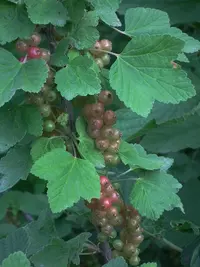 currant