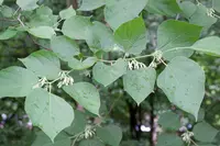 Chinese Alangium (Alangium chinense) plant