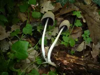 Coprinellus xanthothrix