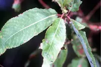 peachleaf willow