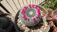 Mammillaria hahniana