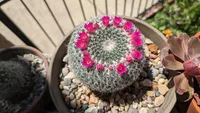 Mammillaria hahniana
