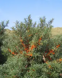 Sea-buckthorn (Hippophae rhamnoides) plant