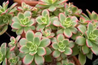 Aeonium haworthii in the garden
