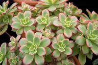 Aeonium haworthii in the garden