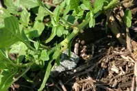 prostate pigweed