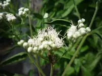 lateflowering thoroughwort (Eupatorium serotinum) plant