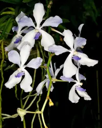 Blue orchid