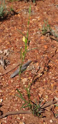 Zornia (Zornia dyctiocarpa) plant