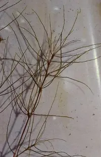 southern waternymph