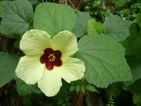 lemonyellow rosemallow (Hibiscus calyphyllus) plant