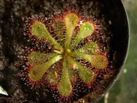Diels Sundew