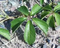 Virginia creeper