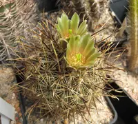 Scheer's fishhook cactus