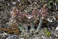 Aethionema thomasianum flowers
