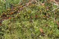 velvet feather-moss
