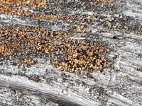 Old-Growth Clam Lichen