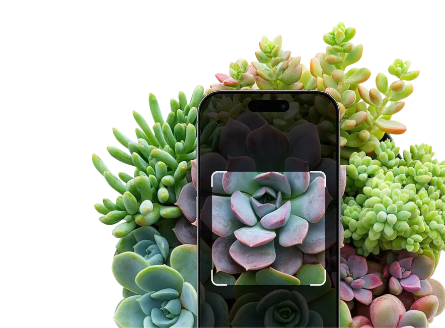 Succulent Identification – Hero