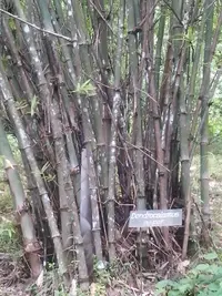 giant bamboo
